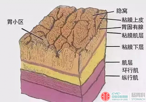 得了浅表性胃炎怎么办，需要治疗吗