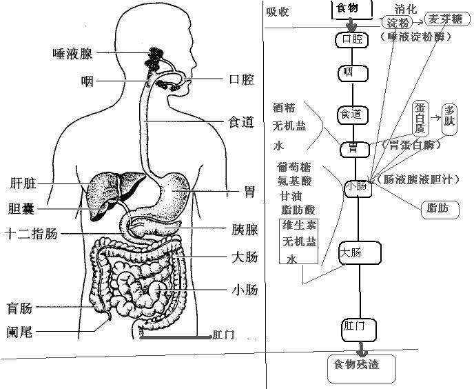 肠胃三分治七分养？但这5大养胃误区，要避开！